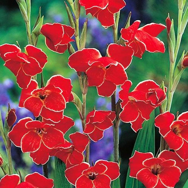 Gladiole Atom 5 buc