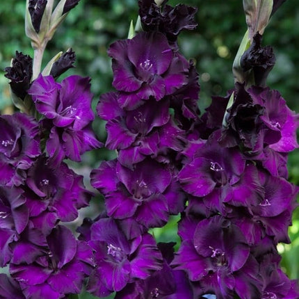Gladiole Blackvelvet 5 buc