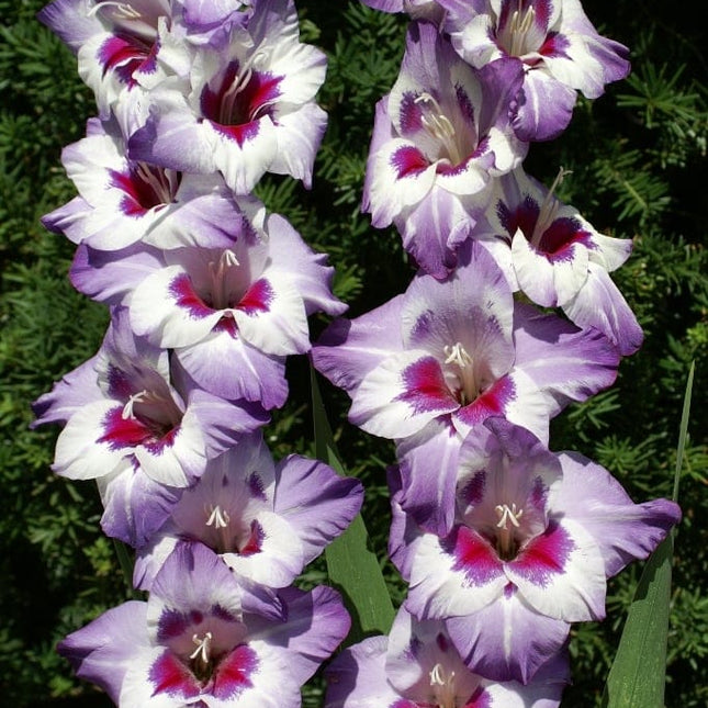 Gladiole Vista 5 buc