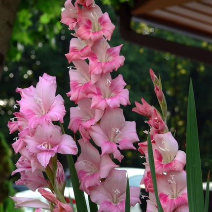 Gladiole Pink 5 buc