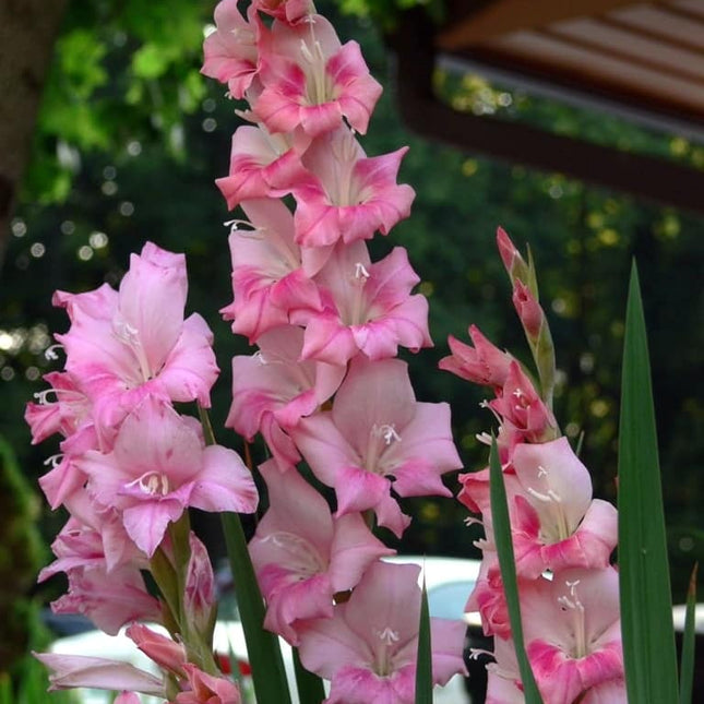 Gladiole Pink 5 buc