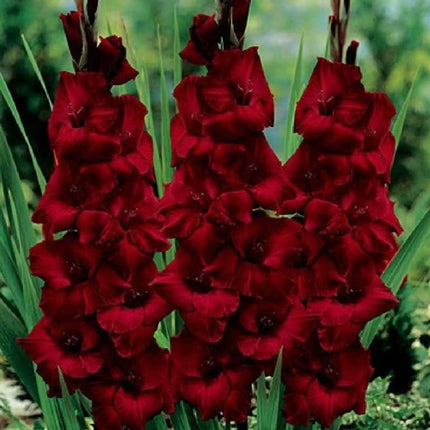 Gladiole Black-Beauty 5 buc