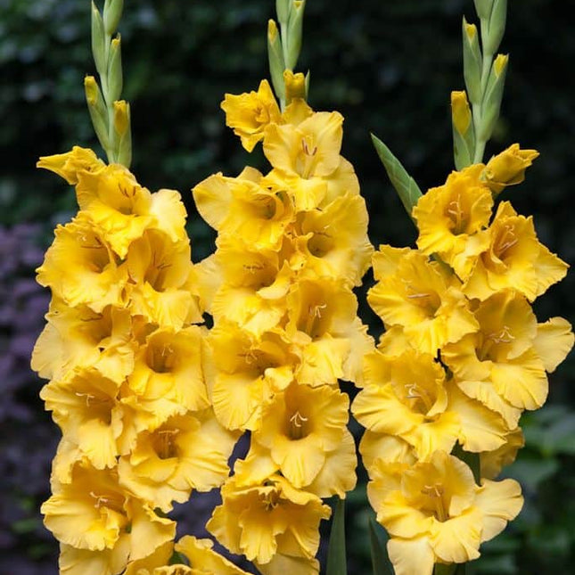 Gladiole Nova-Lux 5 buc