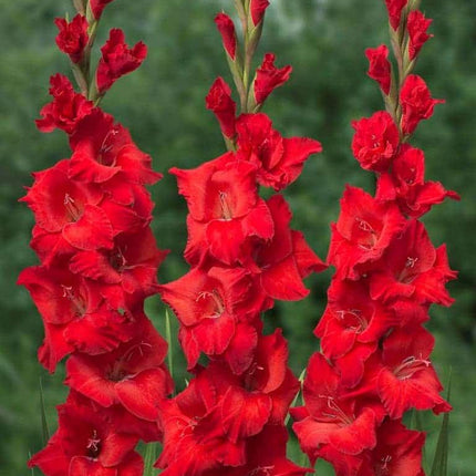 Gladiole Brilliance 5 buc