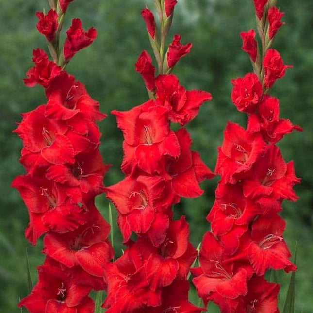 Gladiole Brilliance 5 buc