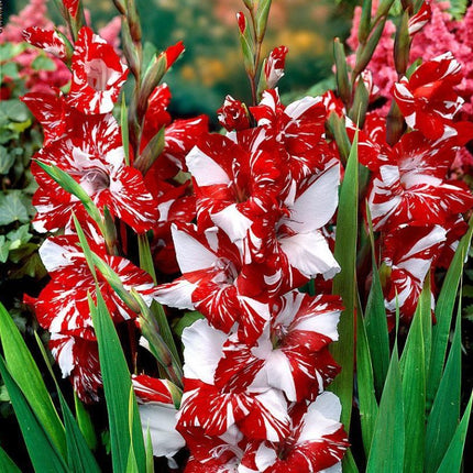 Gladiole Zizane 5 buc