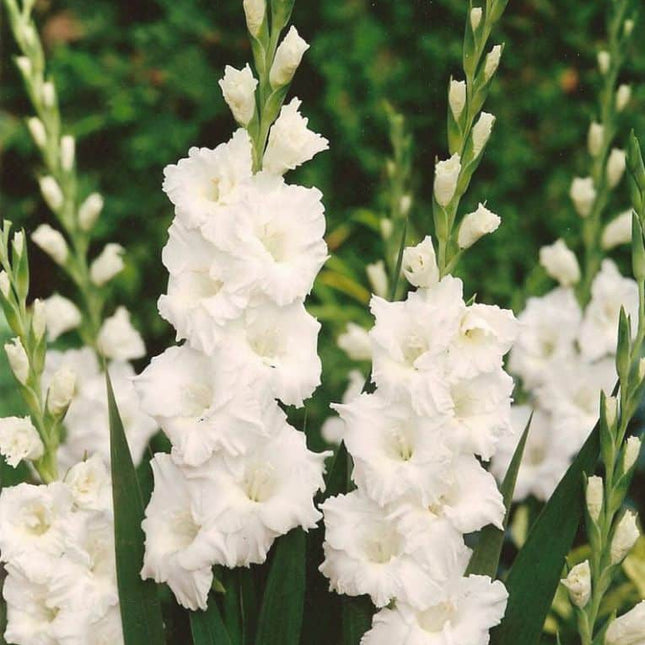 Gladiole White 5 buc