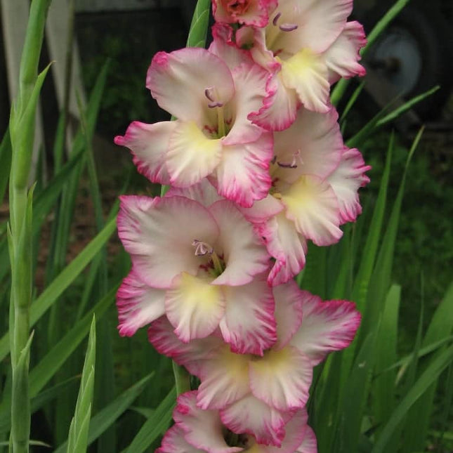 Gladiole Priscilla 5 buc