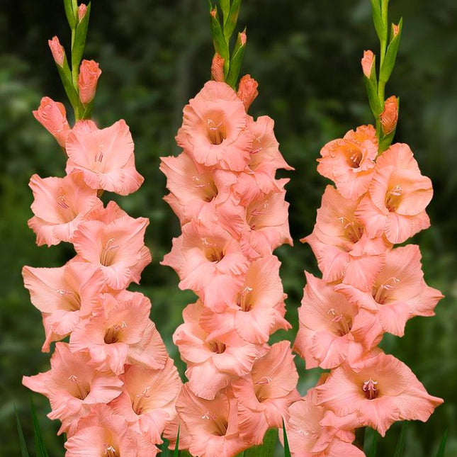 Gladiole Jessica 5 buc