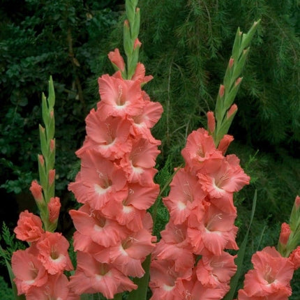 Gladiole Lolita 5 buc