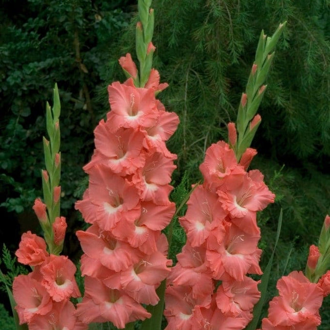Gladiole Lolita 5 buc