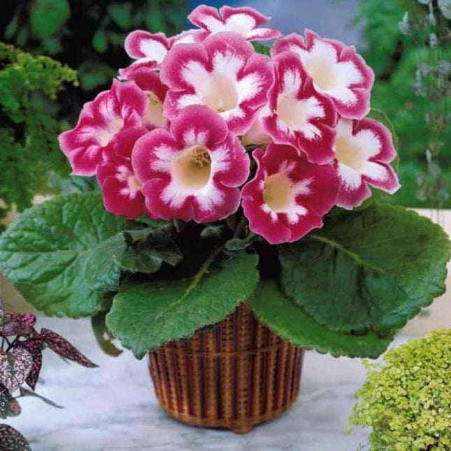 gloxinia blanche de meru 3 buc