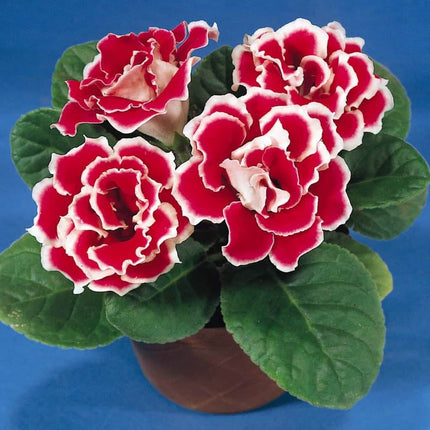 gloxinia double brocade 3 buc