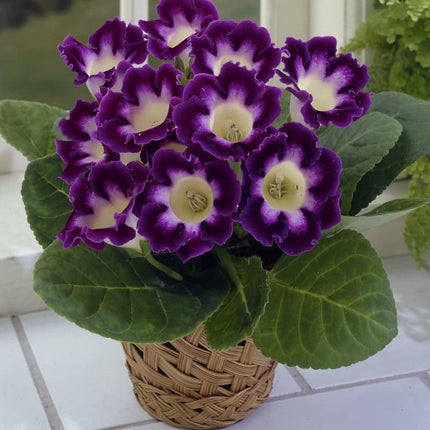 gloxinia hollywood 3 buc