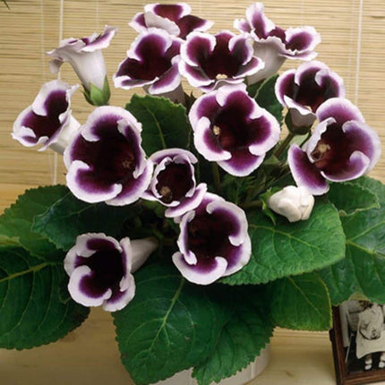 gloxinia kaiser wilhelm 3 buc