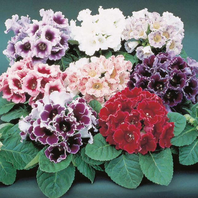 gloxinia mix 9 buc pe pachet