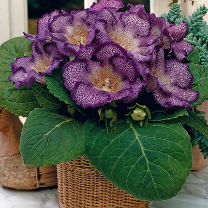 gloxinia tigrina blue 3 buc