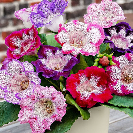 gloxinia tigrina mix 9 buc pe pachet