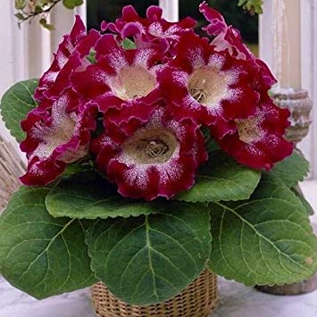gloxinia tigrina red 3 buc