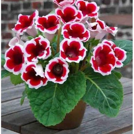 gloxinii kaiser friedrich 3 buc