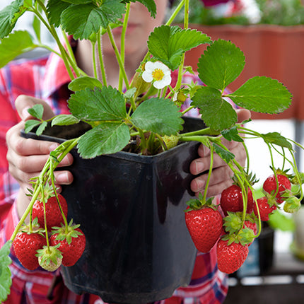 Stoloni de Căpșuni Giganttella la Ghiveci – Căpșuni mari, dulci și ușor de cultivat în ghiveci