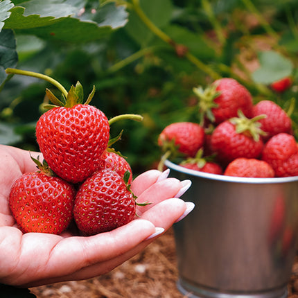 Stoloni de Căpșuni Giganttella la Ghiveci – Căpșuni mari, dulci și ușor de cultivat în ghiveci