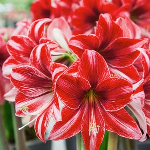 amaryllis hippeastrum pyjama party 1 buc