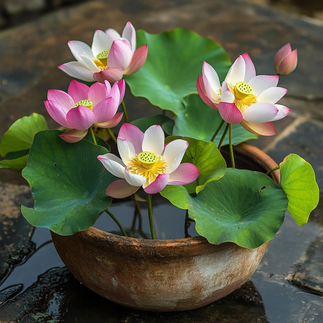 Semințe de Lotus Roz (Nelumbo nucifera) – Floare ornamentală pentru apă și ghiveci
