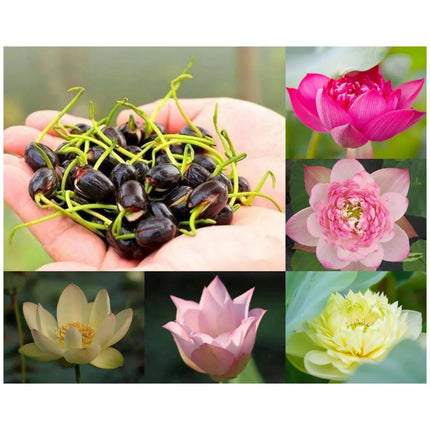Pachet Deluxe – 5 Semințe de Lotus (5 culori diferite) – Flori exotice pentru apă și ghiveci