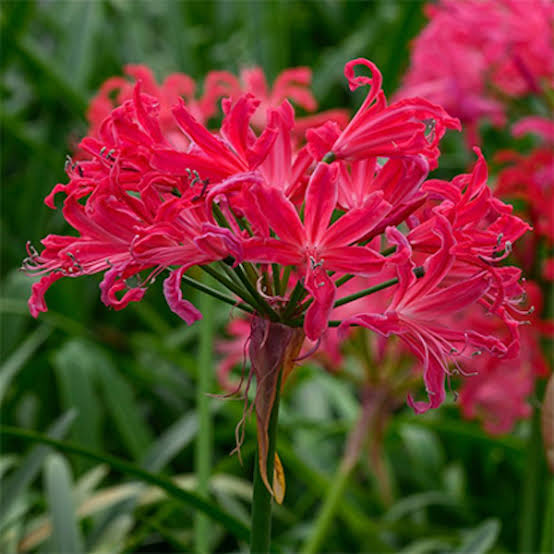 Bulbi Nerine Mix de Culori – 20 bucăți | Pachet Start