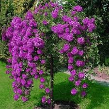 Trandafiri pomisor plangator violet inchis