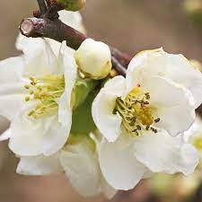 gutui japonez (chaenomeles nivalis) alb |100 cm la livrare