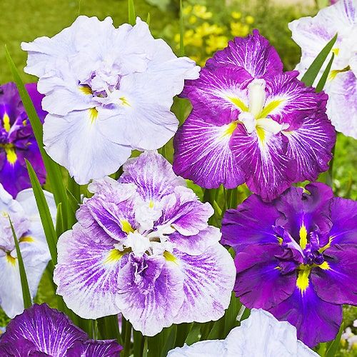 Iris Ensata Dinner  Mix 5 buc