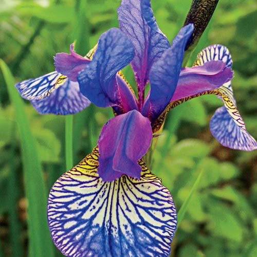 Bulbi Iris reticulara 10 buc