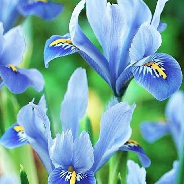 Bulbi Iris Alida Reticulata 10 buc