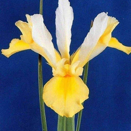 Bulbi Iris Apollo Hollandic 10 buc