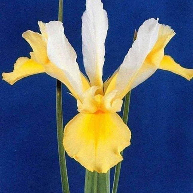Bulbi Iris Apollo Hollandic 10 buc