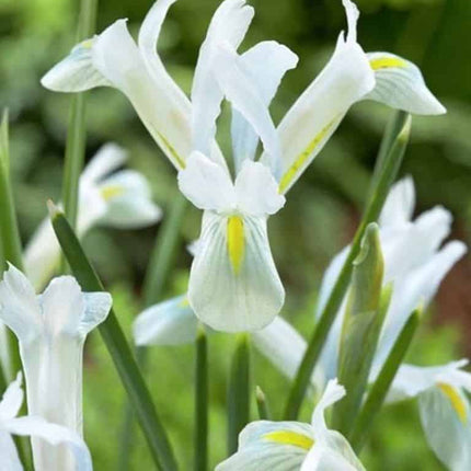 Bulbi Iris Natascha Reticulata 10 buc