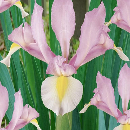 Bulbi Iris Carmen Pink 10 buc