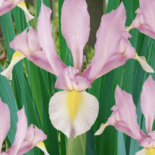 Bulbi Iris Carmen Pink 10 buc