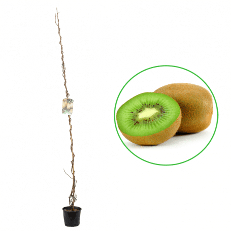 Hardy Kiwi La ghiveci (autopolenizator)