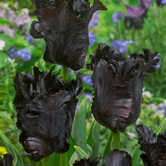 lalele black parrot 5 buc