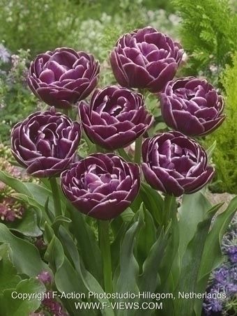 lalele dream touch fa 5 buc