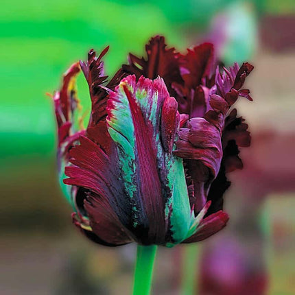 Black Parrot Tulip 5 buc