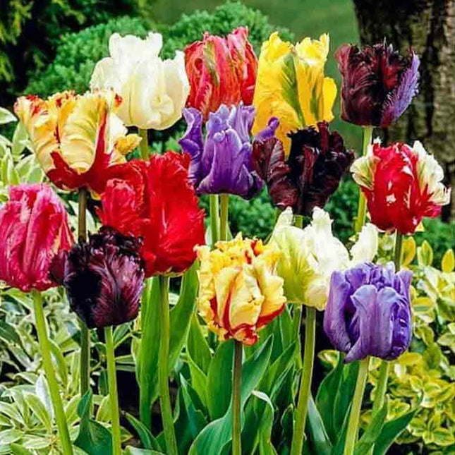 Lalele franjurate mixt pachet 50 bulbi