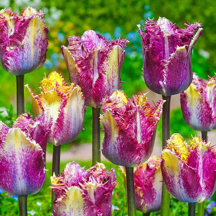 Tulipa fringed Curiosity 5 buc