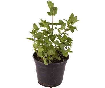 Leustean la ghiveci (LEVISTICUM OFFICINALE)
