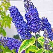 liliac blue  empire