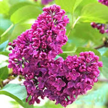 liliac charles joly