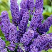 liliac de vara papillon bleu